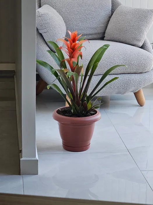 Sala de espera con sillón y planta